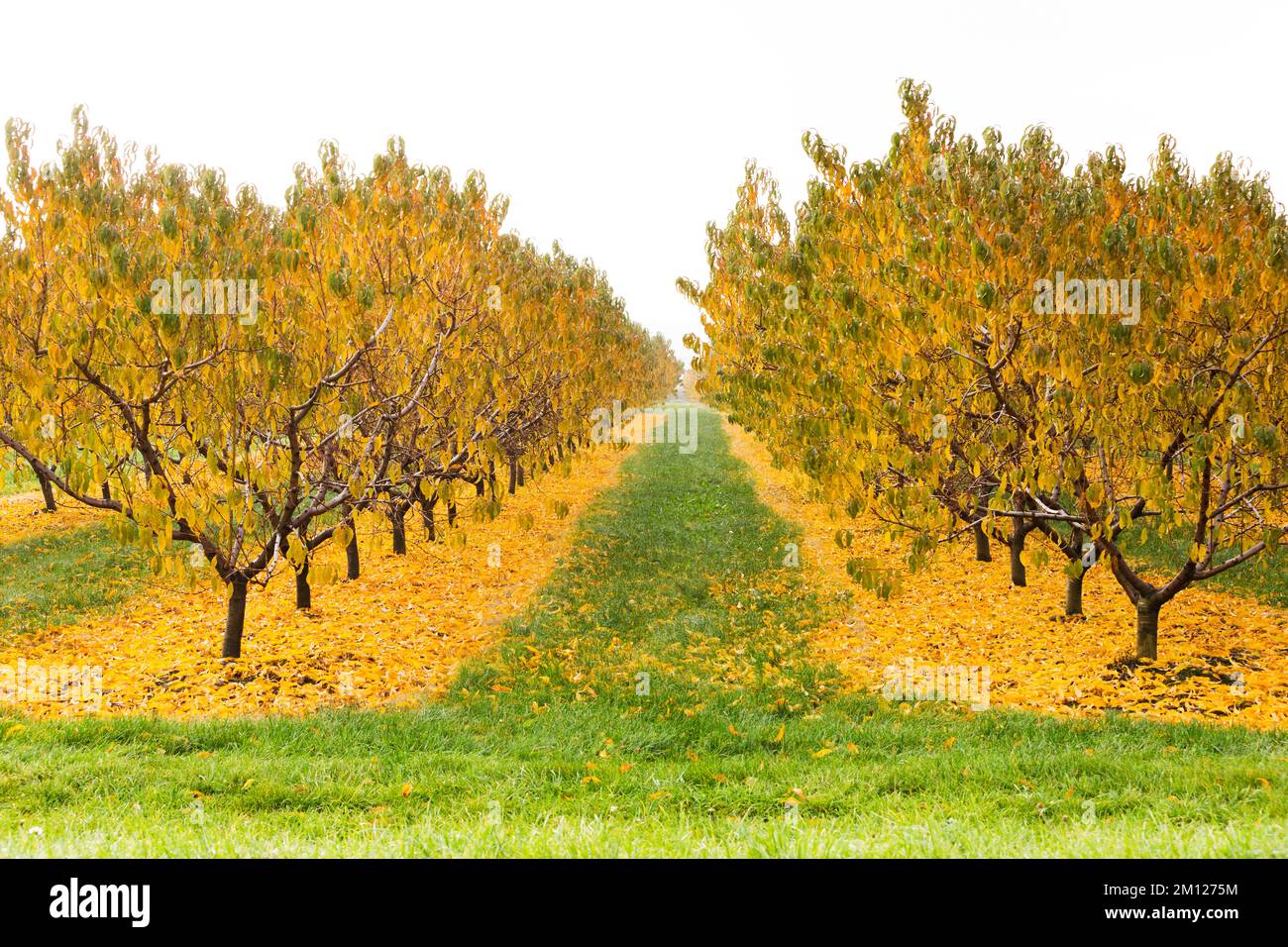 Canada, Ontario, Niagara on the Lake, frutteti di pesche in autunno mostrano i colori autunnali Foto Stock