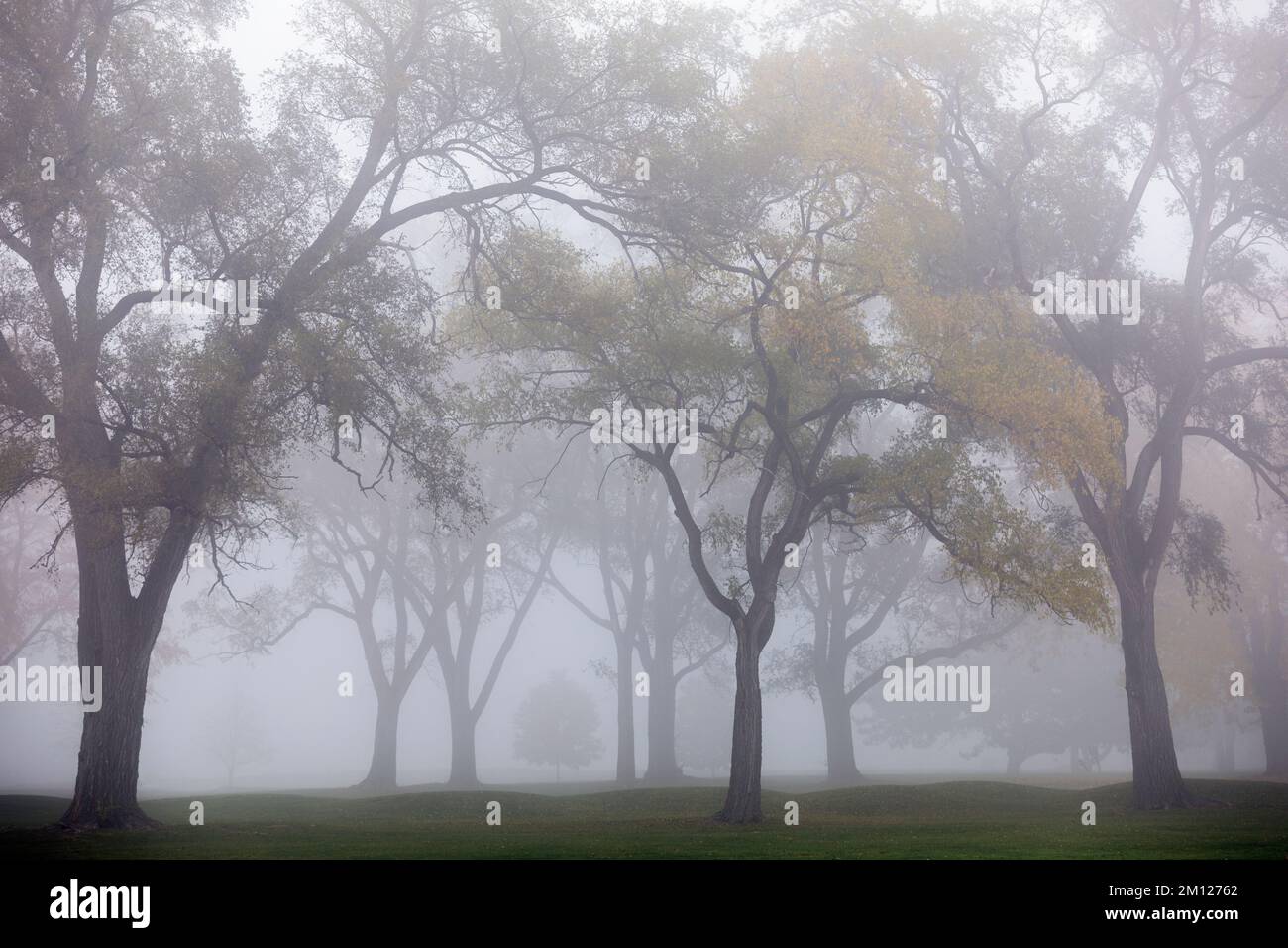 Canada, Ontario, Niagara on the Lake, gruppo di alberi in nebbia Foto Stock