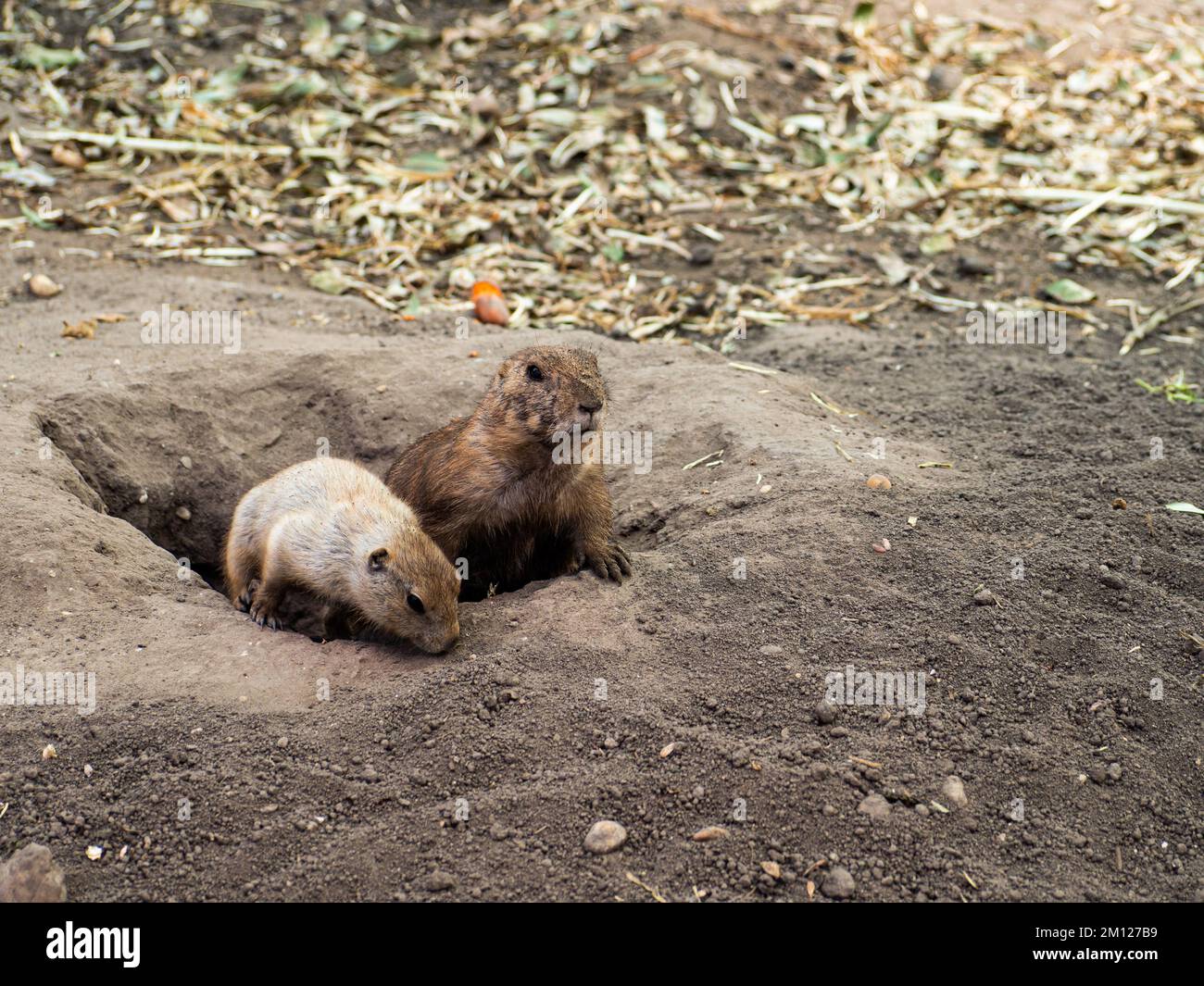 Due cani della prateria osservano fuori del loro buco in una città di cane della prateria Foto Stock