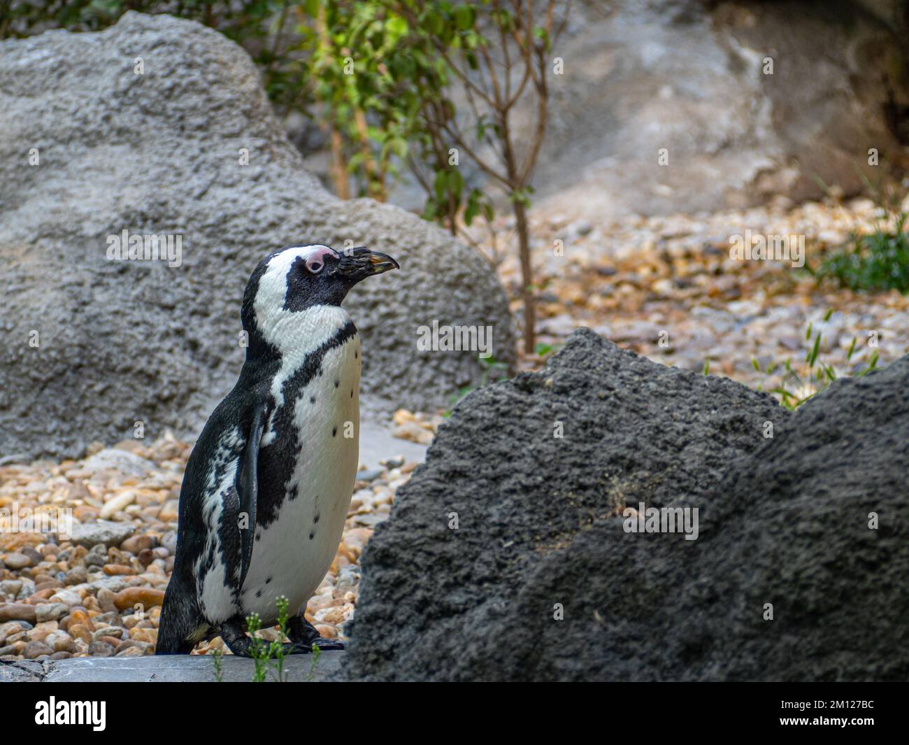 Pinguino africano in piedi accanto a una piscina e rocce in uno zoo Foto Stock