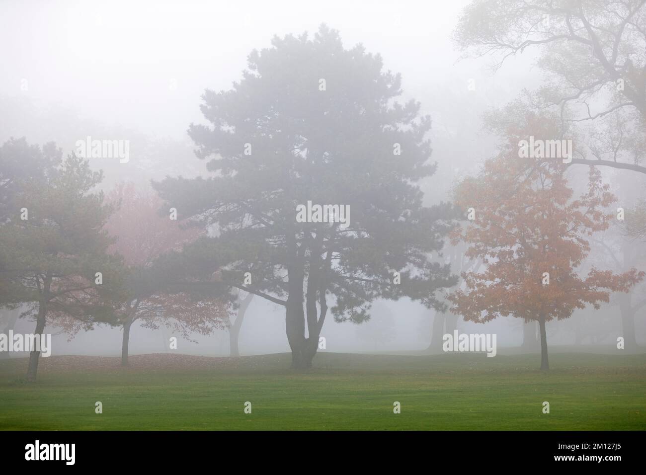 Canada, Ontario, Niagara on the Lake, gruppo di alberi in nebbia Foto Stock