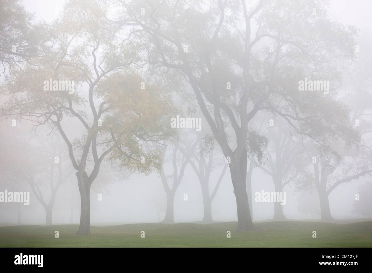 Canada, Ontario, Niagara on the Lake, gruppo di alberi in nebbia Foto Stock