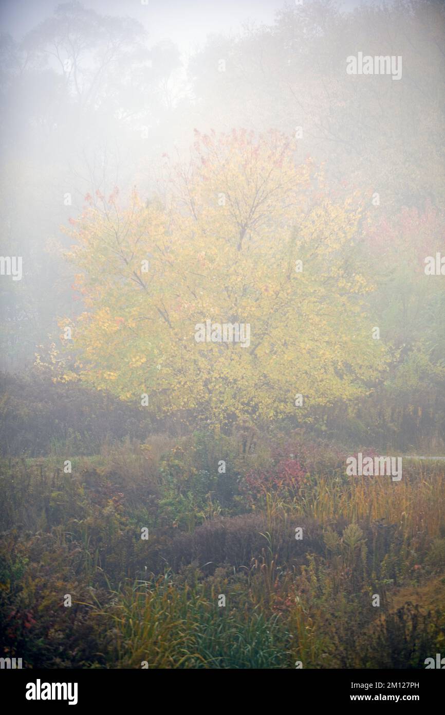 Canada, Ontario, Niagara on the Lake, gruppo di alberi in nebbia Foto Stock