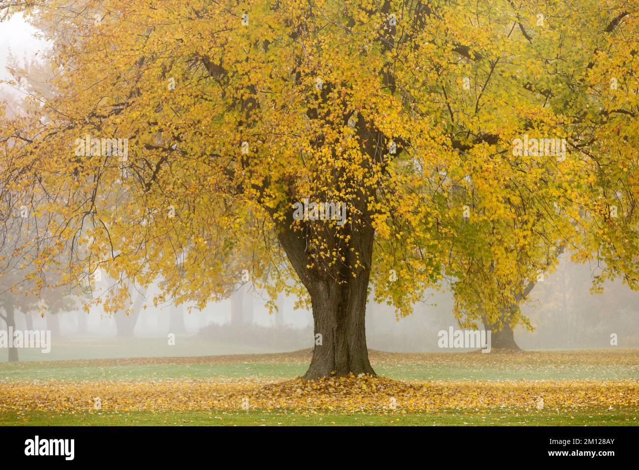 Canada, Ontario, Niagara on the Lake, gruppo di alberi in nebbia Foto Stock