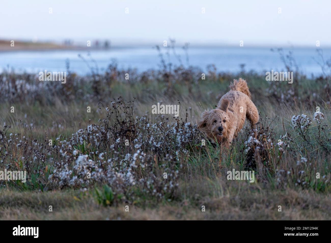 Un cane (Mini Goldendoodle) nel Parco Nazionale del Mare di Wadden, Isola di Rømø, Syddanmark, Danimarca Foto Stock
