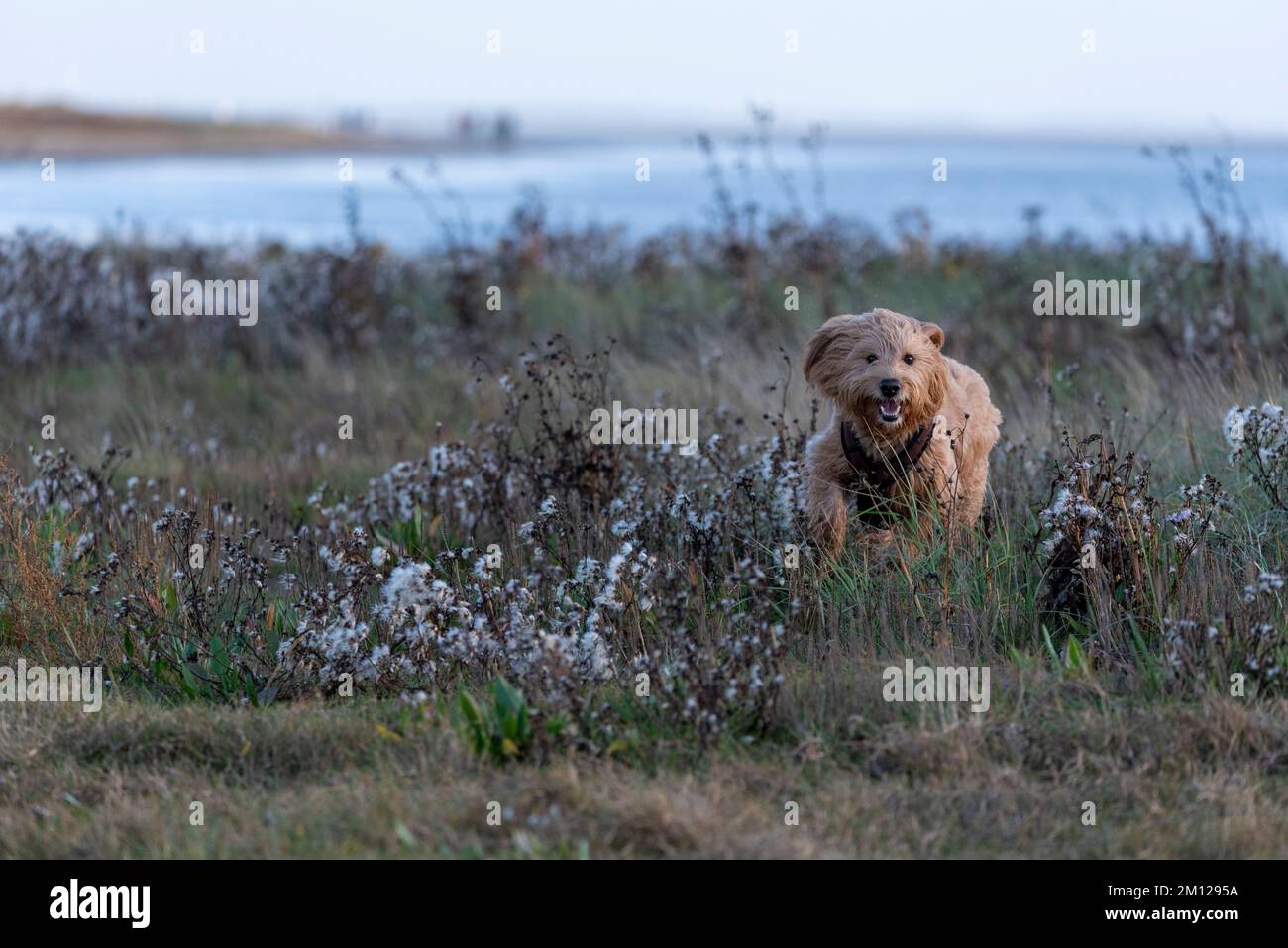 Un cane (Mini Goldendoodle) nel Parco Nazionale del Mare di Wadden, Isola di Rømø, Syddanmark, Danimarca Foto Stock