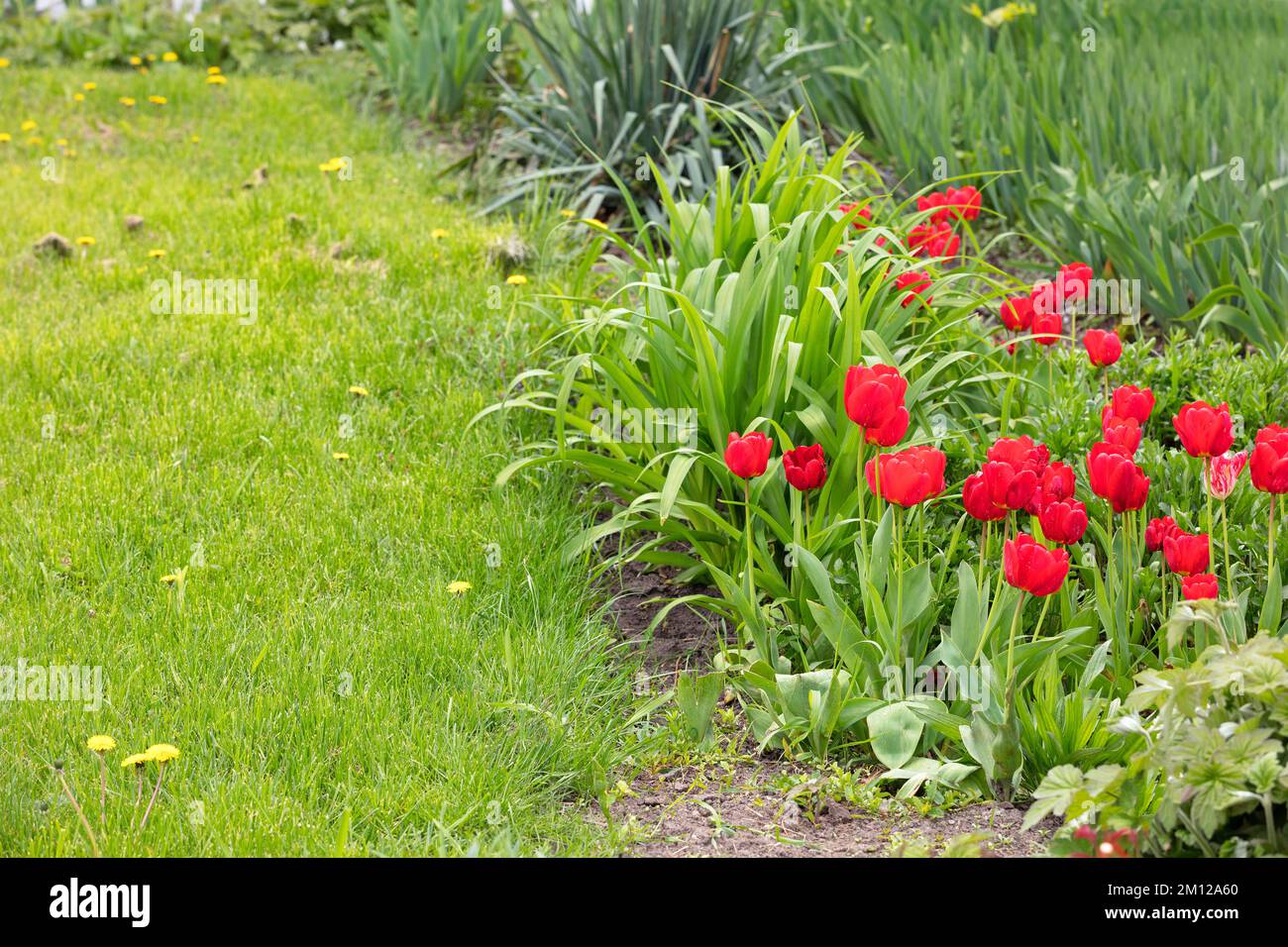 Un gruppo di tulipani rossi che crescono vicino ad un prato verde erboso in una giornata estiva. Spazio di copia, messa a fuoco selettiva. Foto Stock