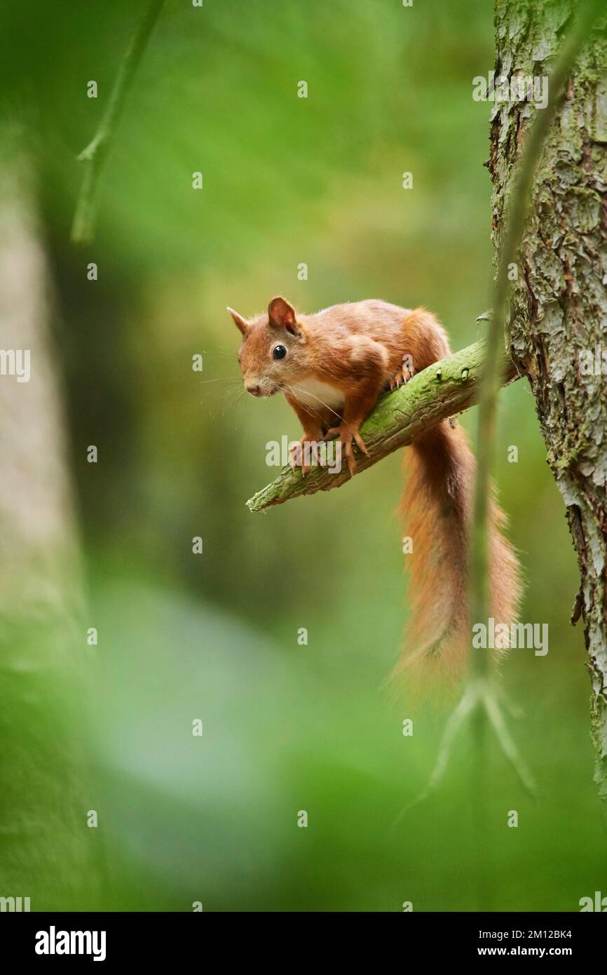 Scoiattolo europeo (Sciurus vulgaris), albero, arrampicata, Assia, Germania, Europa Foto Stock