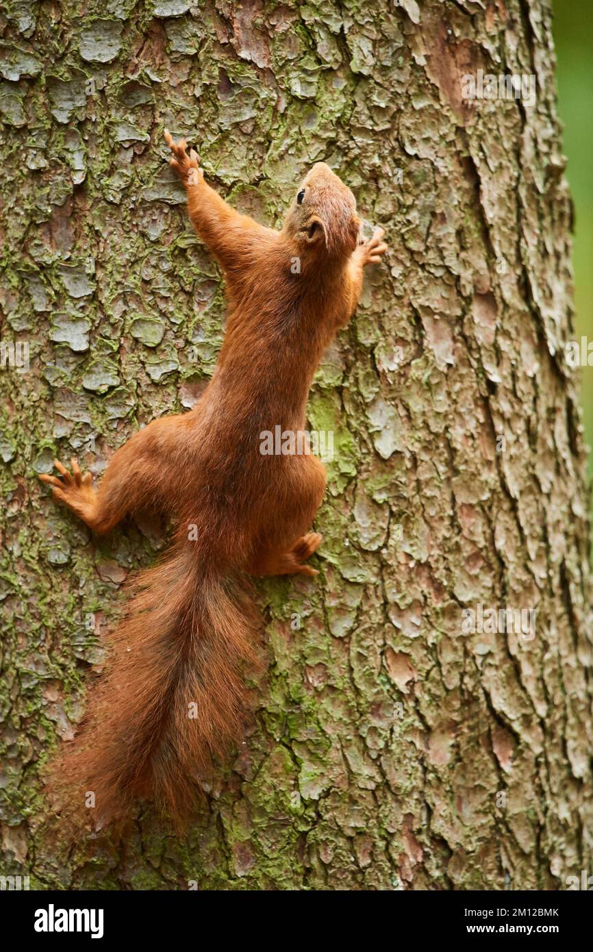 Scoiattolo europeo (Sciurus vulgaris), albero, arrampicata, Assia, Germania, Europa Foto Stock
