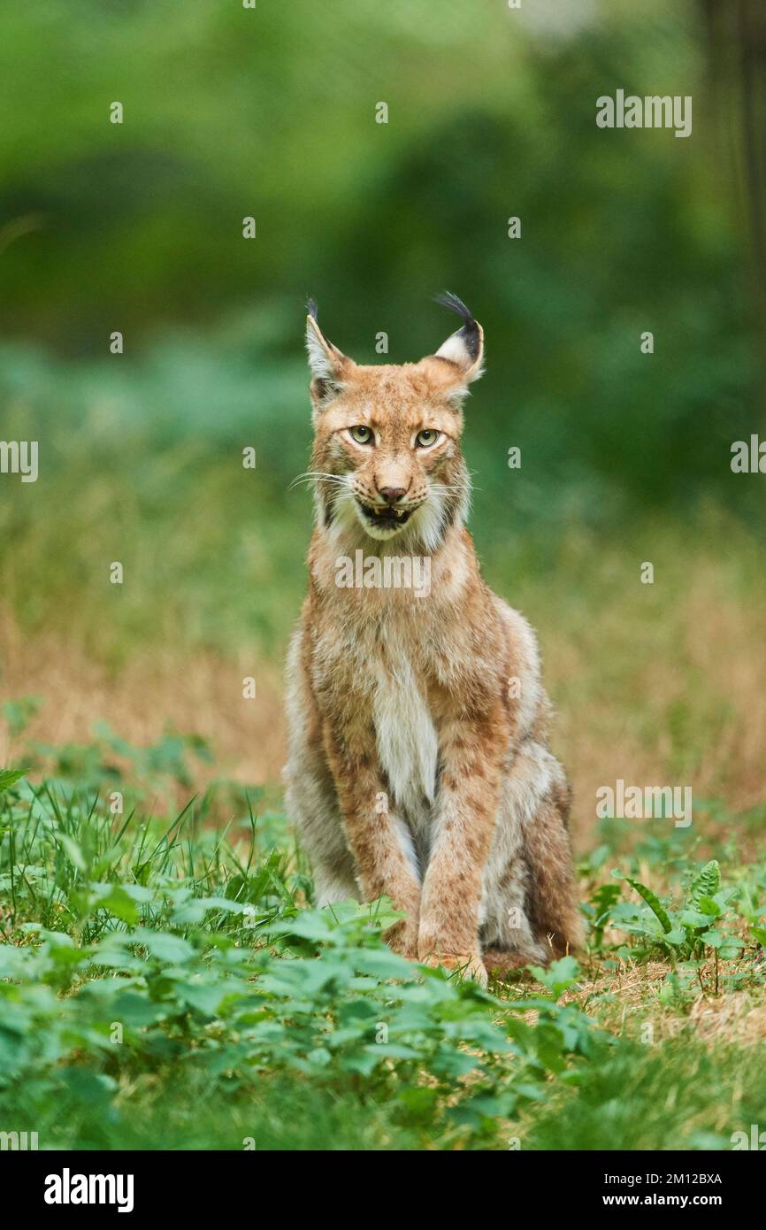 Lynx eurasiatica, lynx lynx lynx, Assia, Germania, Europa Foto Stock