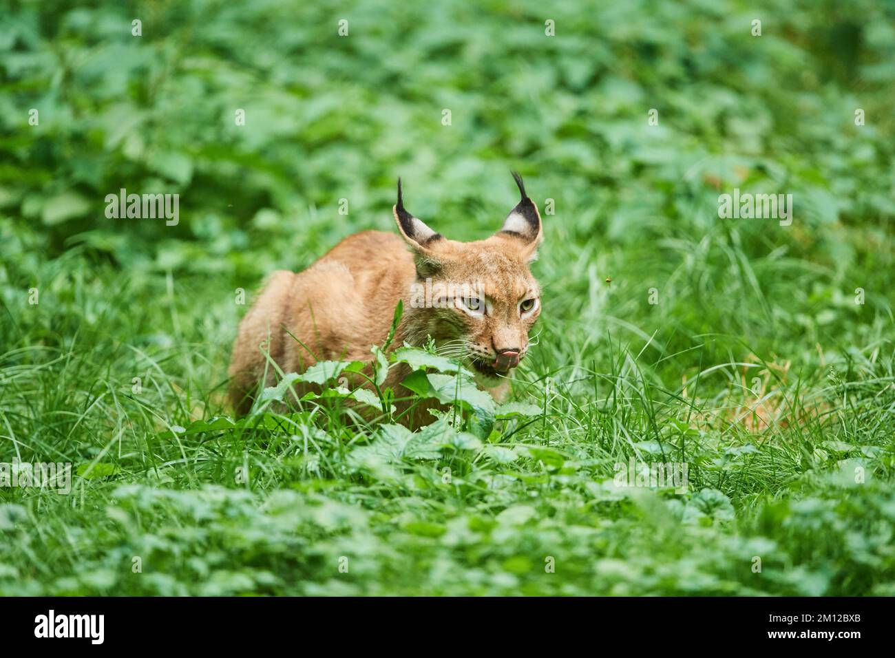 Lynx eurasiatica, lynx lynx lynx, Assia, Germania, Europa Foto Stock