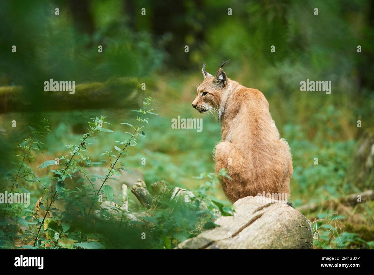 Lynx eurasiatica, lynx lynx lynx, Assia, Germania, Europa Foto Stock