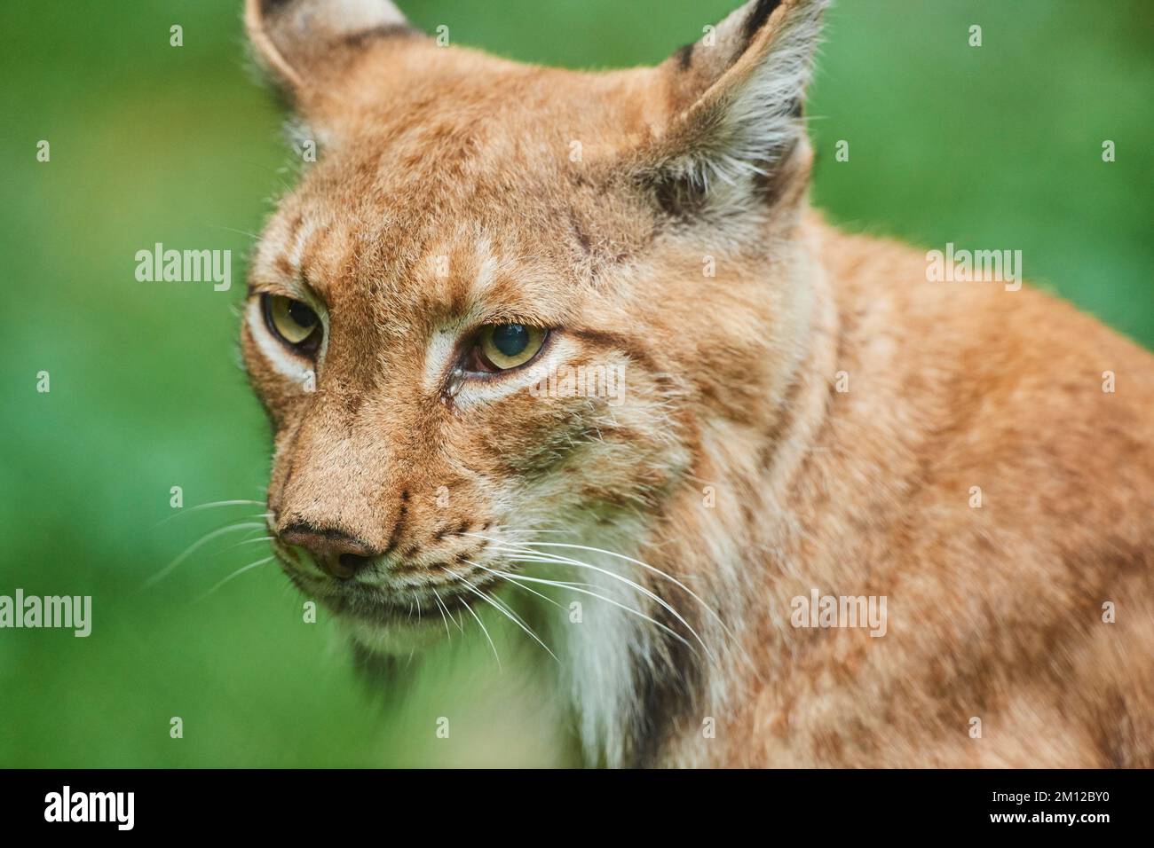 Lynx eurasiatica, lynx lynx lynx, Assia, Germania, Europa Foto Stock