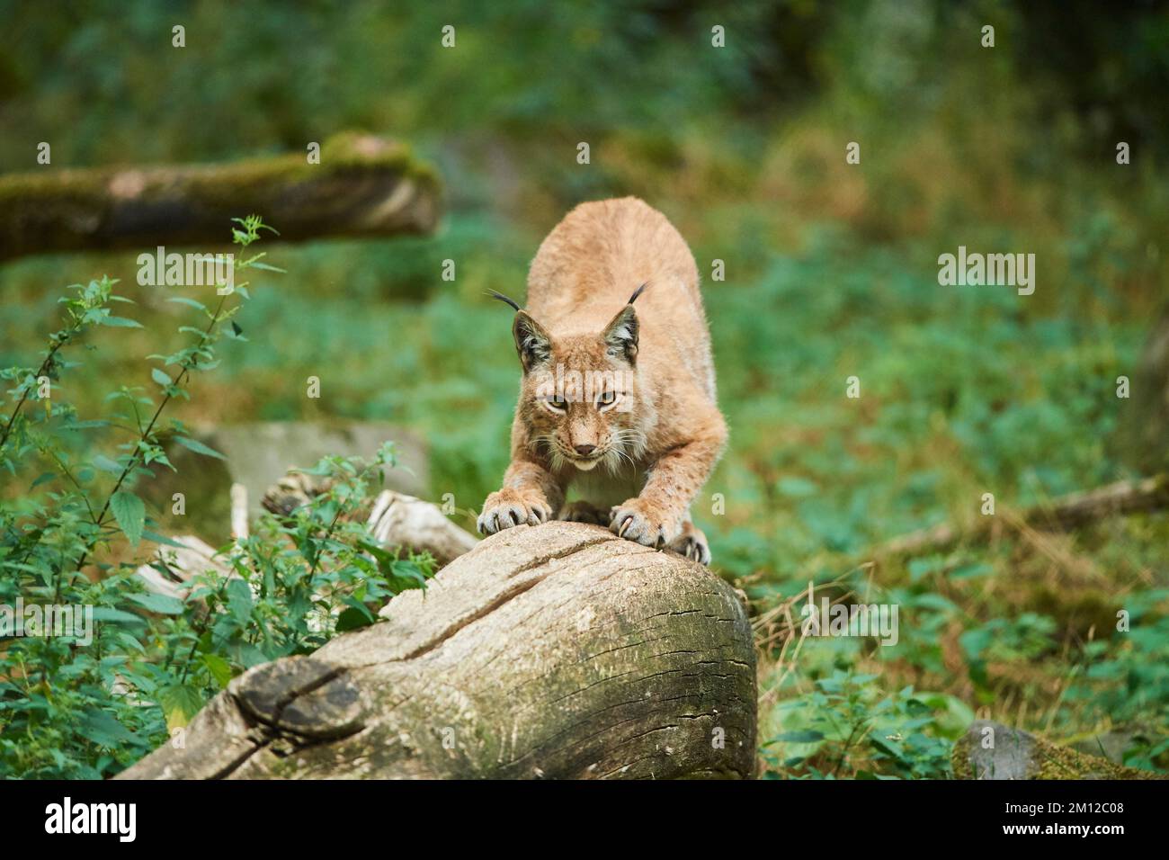 Lynx eurasiatica, lynx lynx lynx, Assia, Germania, Europa Foto Stock