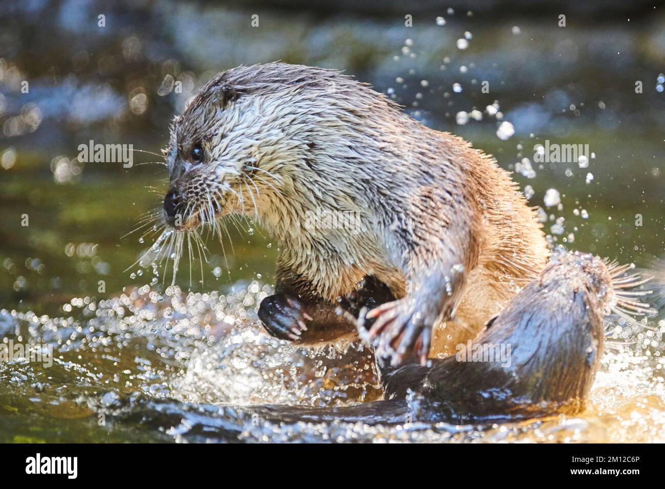 Lontra eurasiatica, Lutra lutra, lotta, acqua, Baviera, Germania, Europa Foto Stock