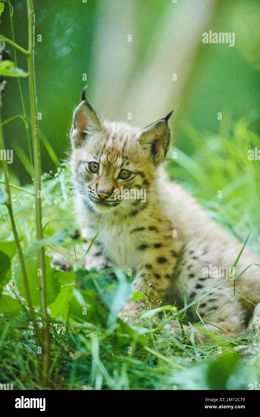 Lynx eurasiatica, lynx lynx, cucciolo, Baviera, Germania, Europa Foto Stock
