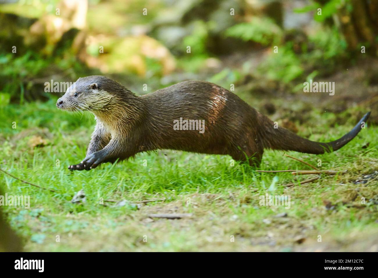 Lontra eurasiatica, Lutra lutra, banca, corsa, Baviera, Germania, Europa Foto Stock