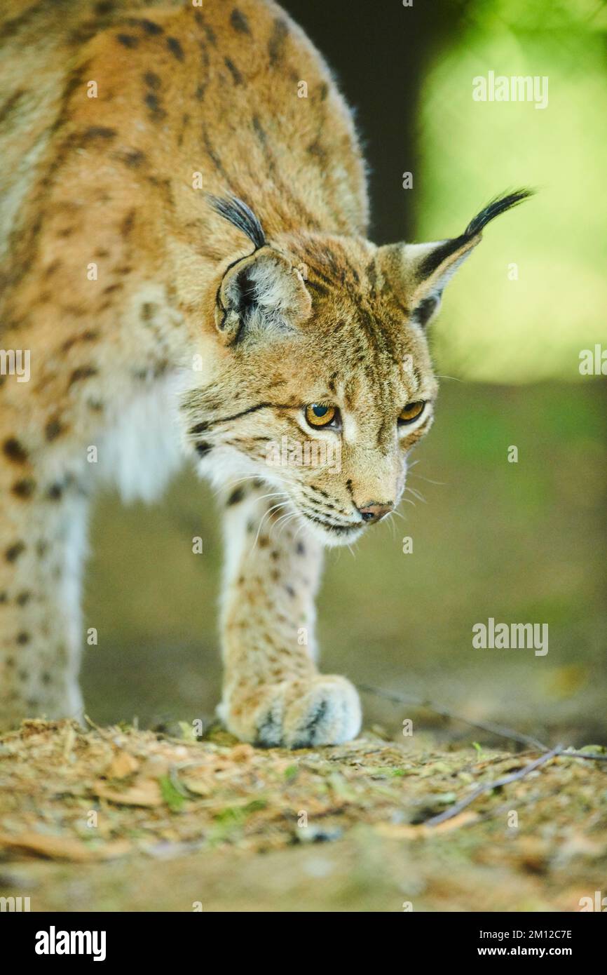 Lince eurasiatica, lince Lynx, Baviera, Germania, Europa Foto Stock