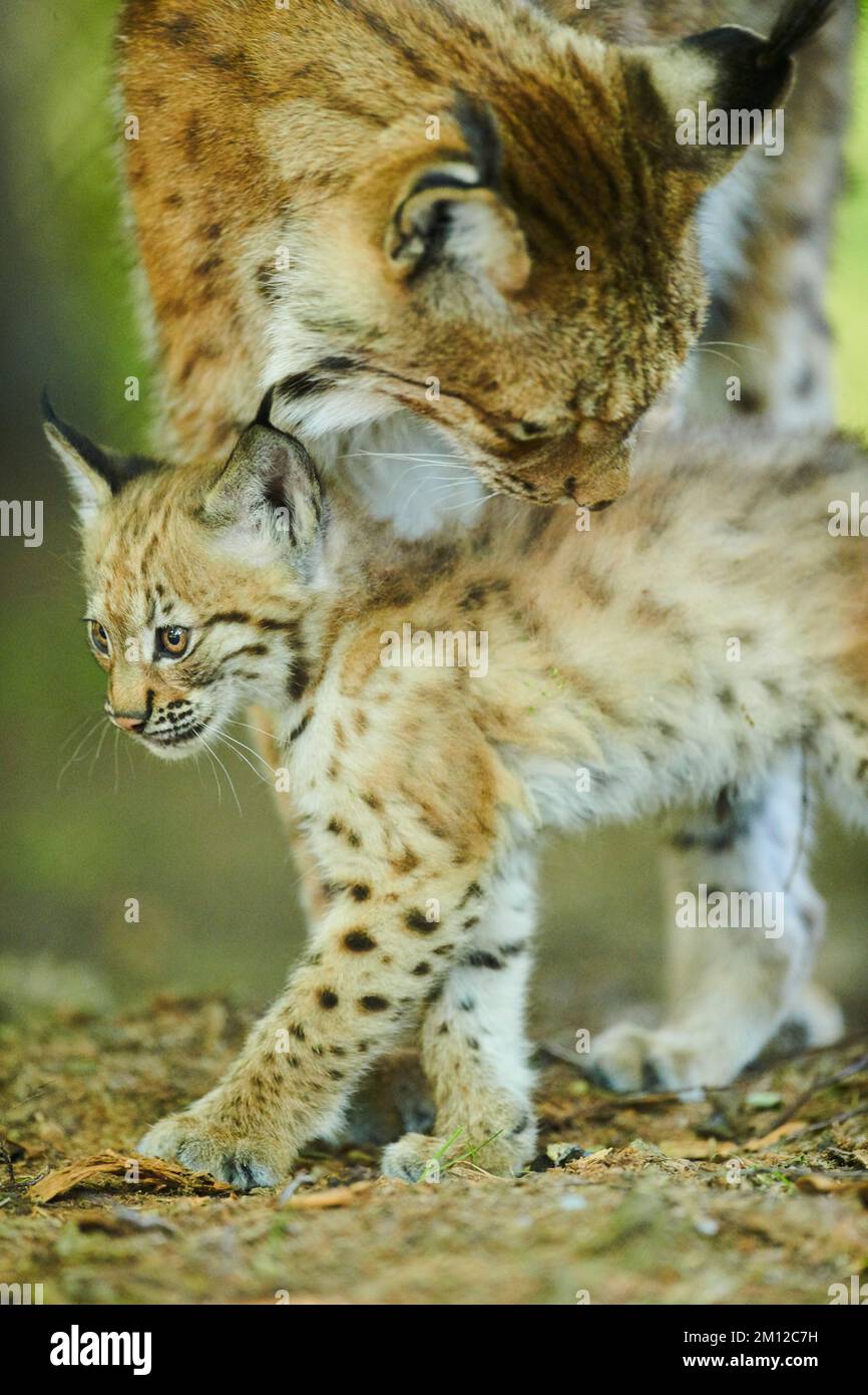 Lynx eurasiatica, lynx lynx, cucciolo, Baviera, Germania, Europa Foto Stock