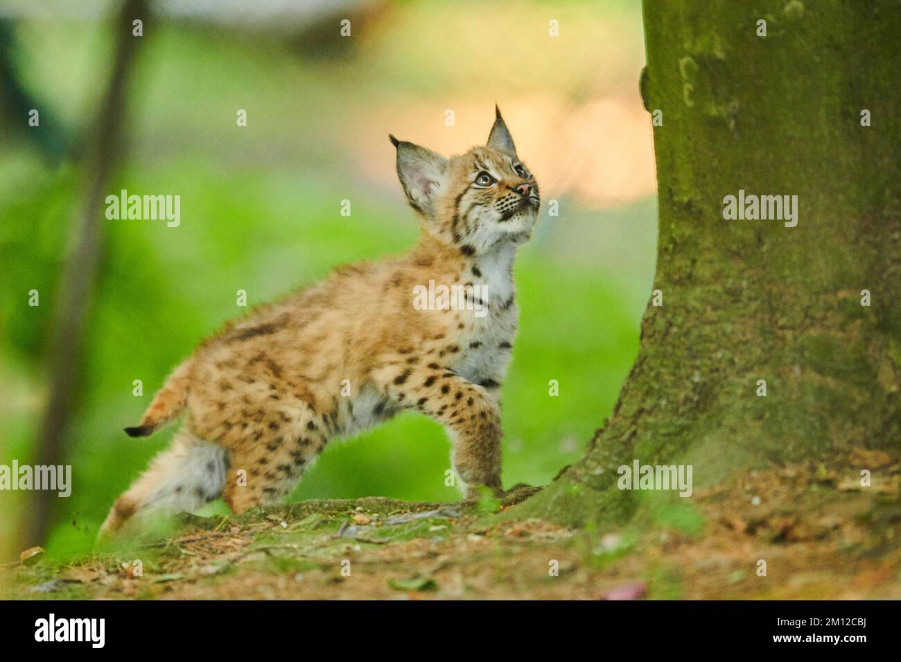 Lynx eurasiatica, lynx lynx, cucciolo, Baviera, Germania, Europa Foto Stock
