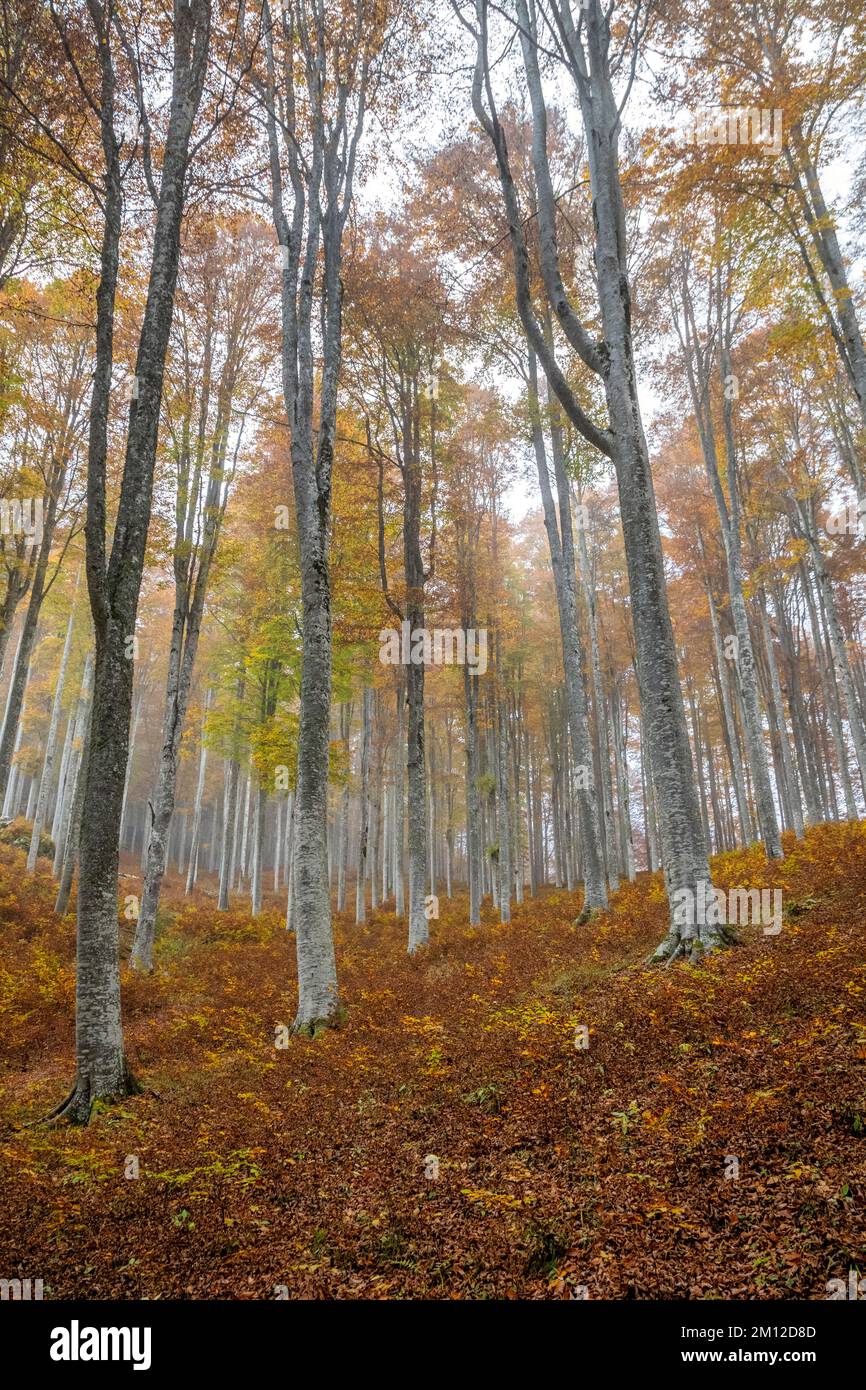 Italia, Veneto, provincia di Treviso, Fregona. Autunno nella foresta del Cansiglio, alberi con foglie colorate e luce che filtra tra i tronchi Foto Stock