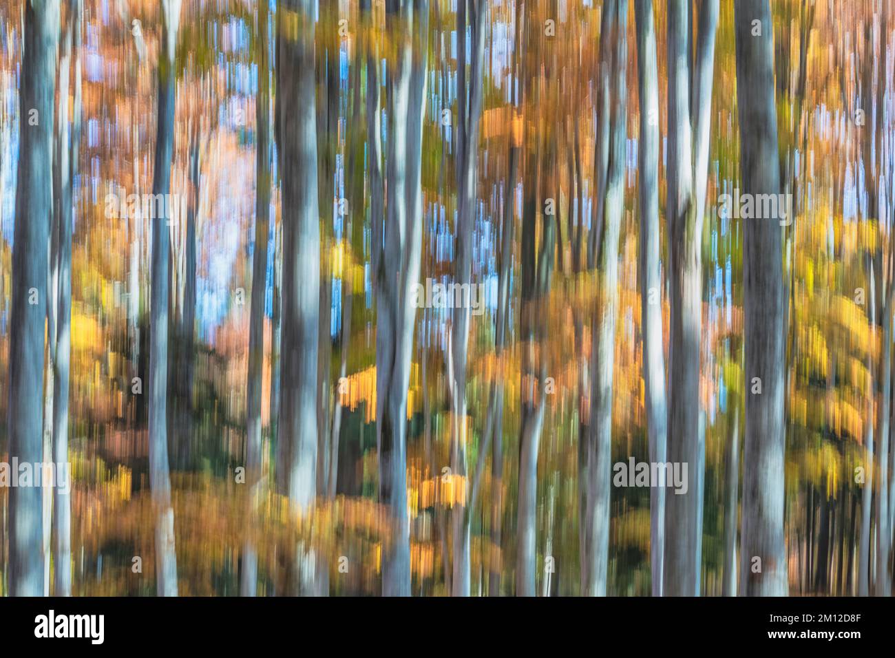 foresta di alberi con colori autunnali, vista astratta Foto Stock