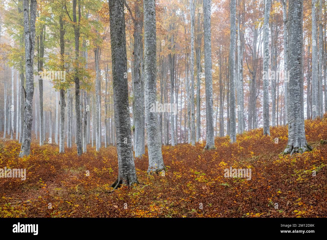 Italia, Veneto, provincia di Treviso, Fregona. Autunno nella foresta del Cansiglio, alberi con foglie colorate e luce che filtra tra i tronchi Foto Stock