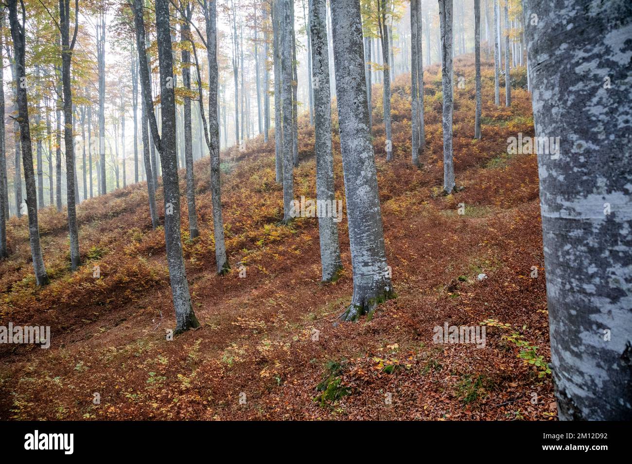 Italia, Veneto, provincia di Treviso, Fregona. Autunno nella foresta del Cansiglio, alberi con foglie colorate e luce che filtra tra i tronchi Foto Stock