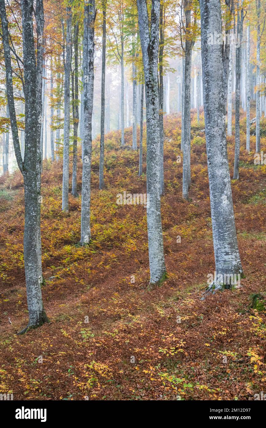 Italia, Veneto, provincia di Treviso, Fregona. Autunno nella foresta del Cansiglio, alberi con foglie colorate e luce che filtra tra i tronchi Foto Stock