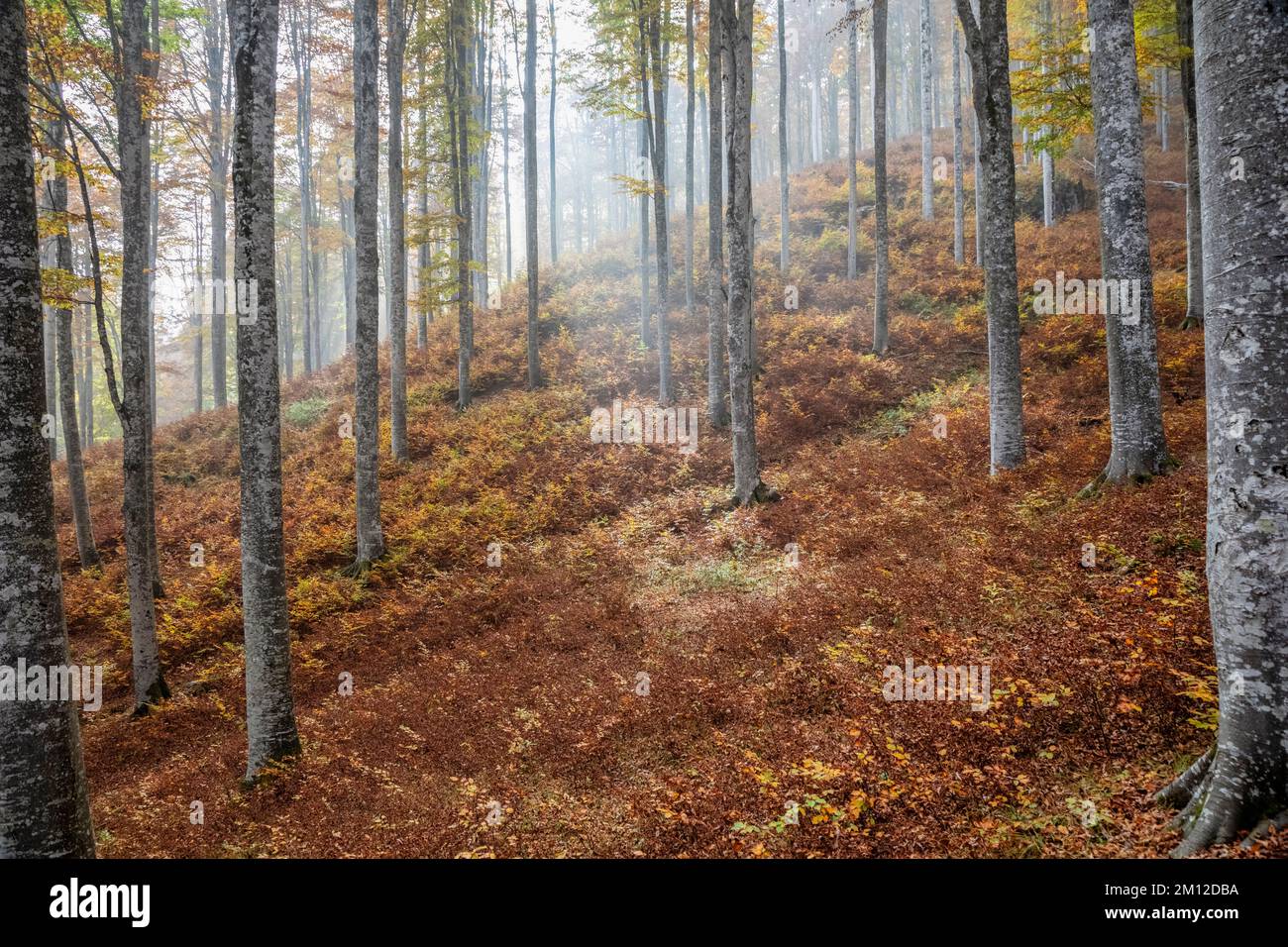 Italia, Veneto, provincia di Treviso, Fregona. Autunno nella foresta del Cansiglio, alberi con foglie colorate e luce che filtra tra i tronchi Foto Stock