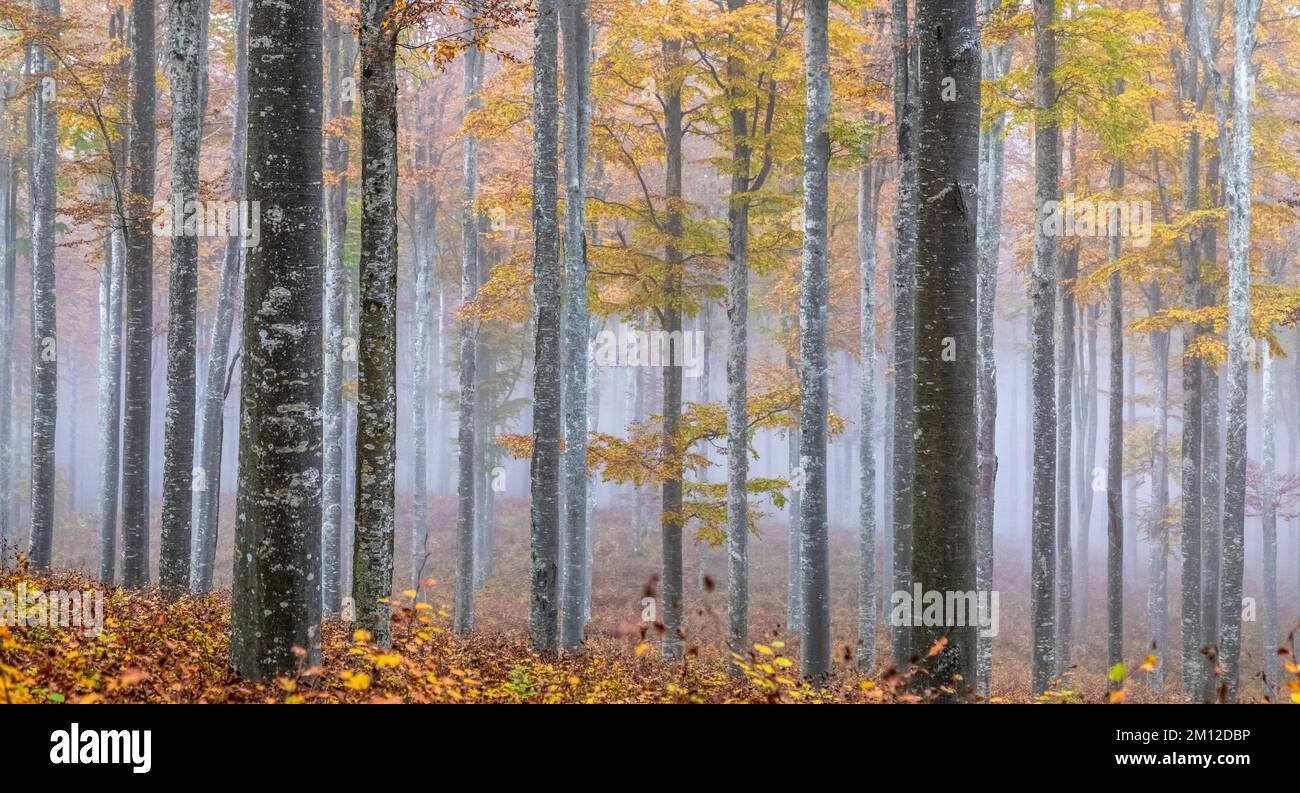 Italia, Veneto, provincia di Treviso, Fregona. Autunno nella foresta del Cansiglio con foglie colorate e di umore nebbioso Foto Stock