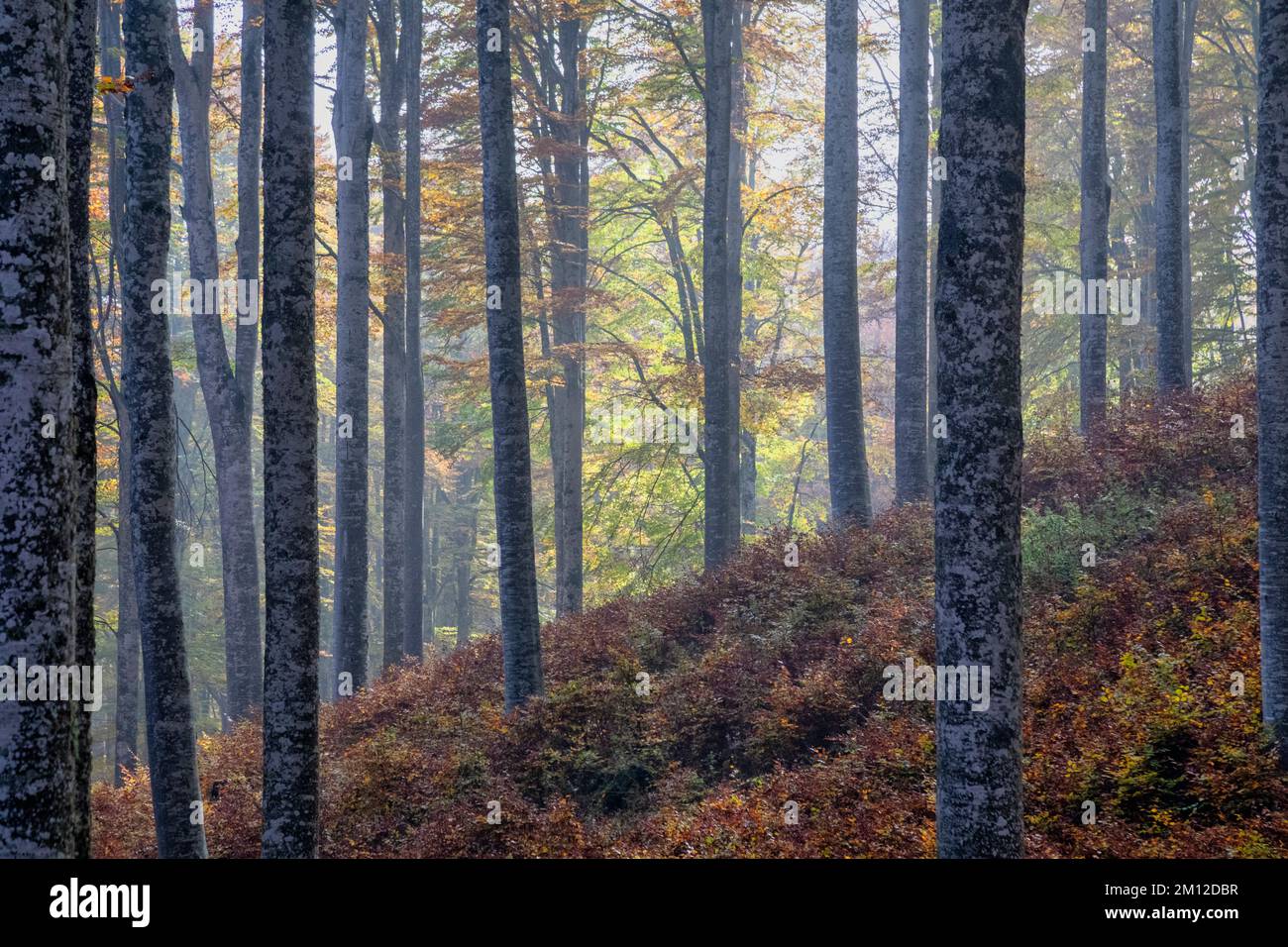 Italia, Veneto, provincia di Treviso, Fregona. Autunno nella foresta del Cansiglio, alberi con foglie colorate e luce che filtra tra i tronchi Foto Stock