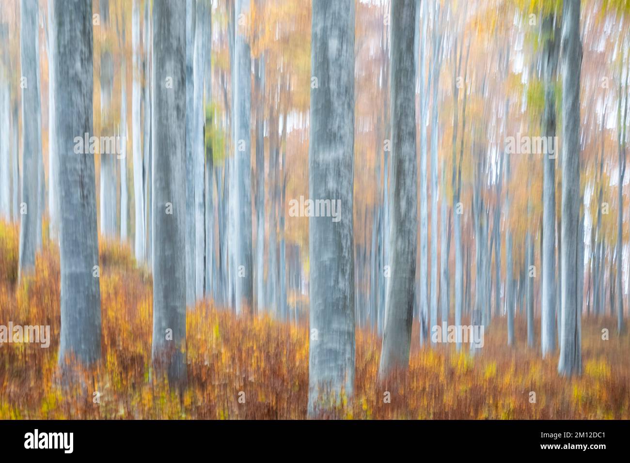 foresta di alberi con colori autunnali, vista astratta Foto Stock