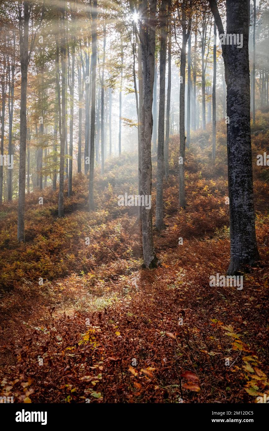 Italia, Veneto, provincia di Treviso, Fregona. Autunno nella foresta del Cansiglio, alberi con foglie colorate e luce che filtra tra i tronchi Foto Stock