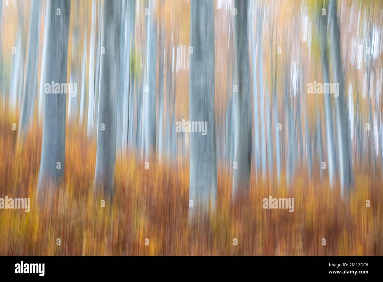 foresta di alberi con colori autunnali, vista astratta Foto Stock