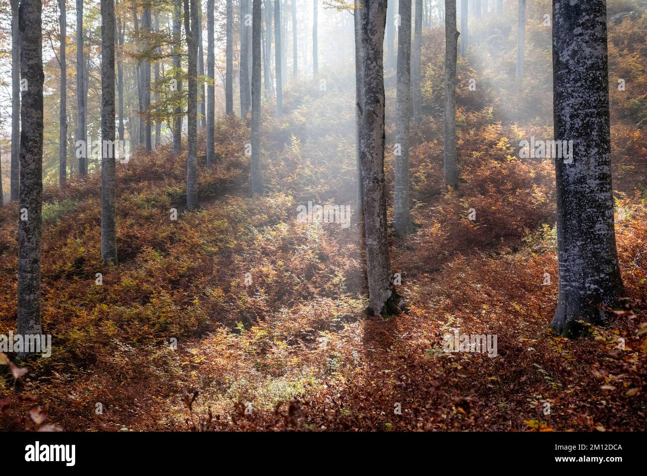Italia, Veneto, provincia di Treviso, Fregona. Autunno nella foresta del Cansiglio, alberi con foglie colorate e luce che filtra tra i tronchi Foto Stock