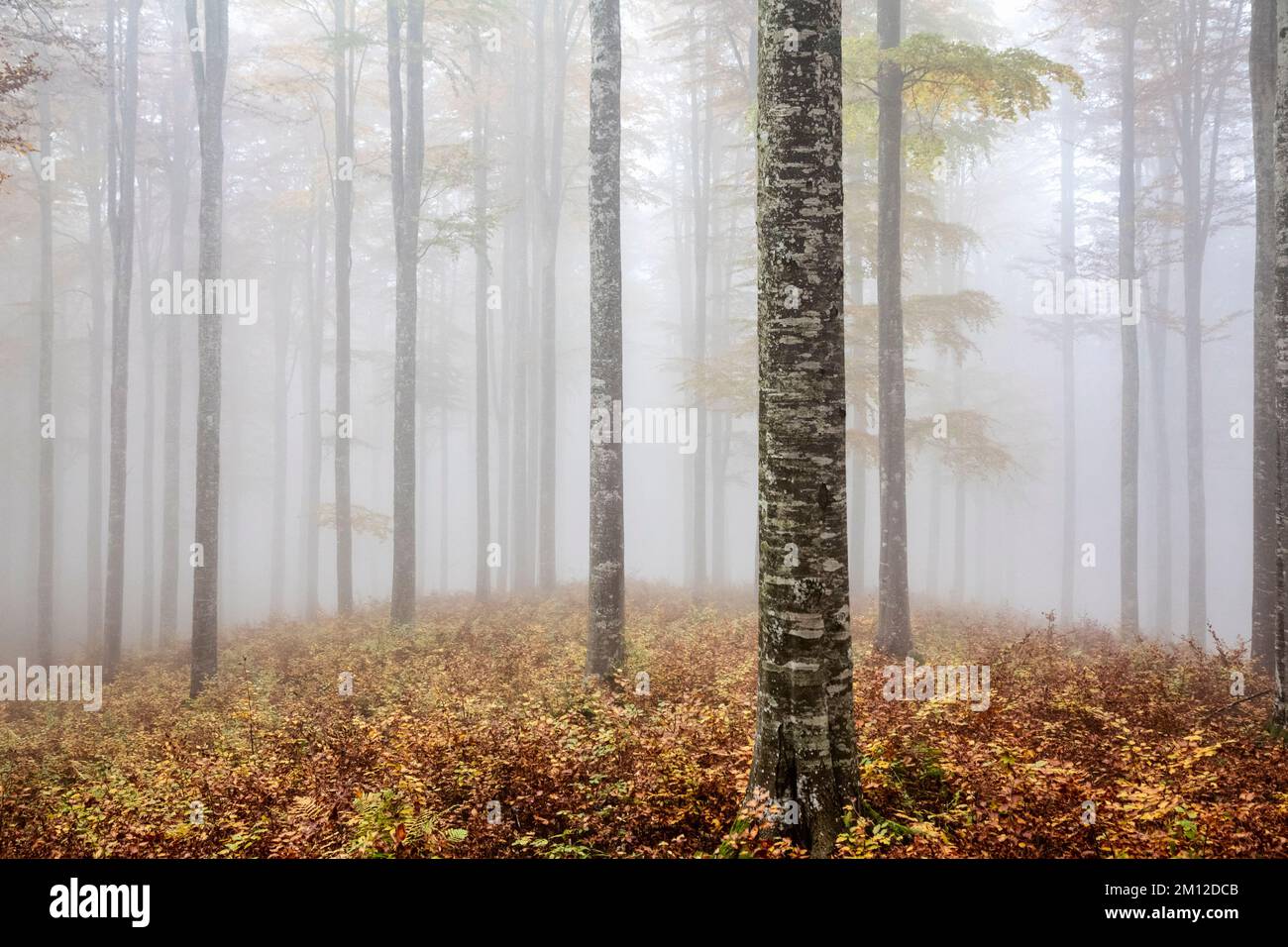 Italia, Veneto, provincia di Treviso, Fregona. Autunno nella foresta del Cansiglio con foglie colorate e di umore nebbioso Foto Stock