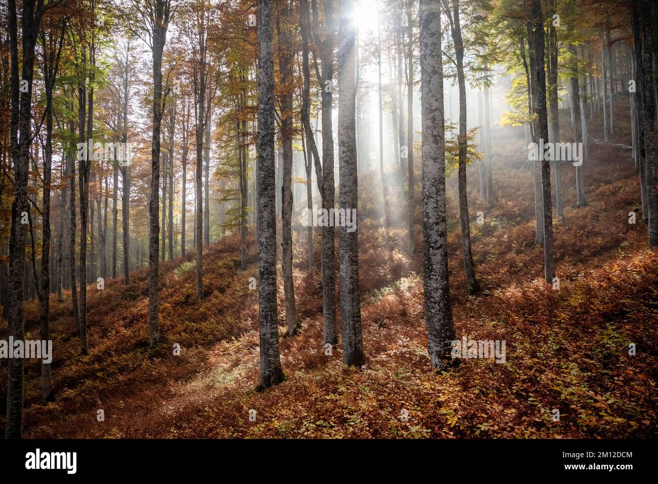 Italia, Veneto, provincia di Treviso, Fregona. Autunno nella foresta del Cansiglio, alberi con foglie colorate e luce che filtra tra i tronchi Foto Stock