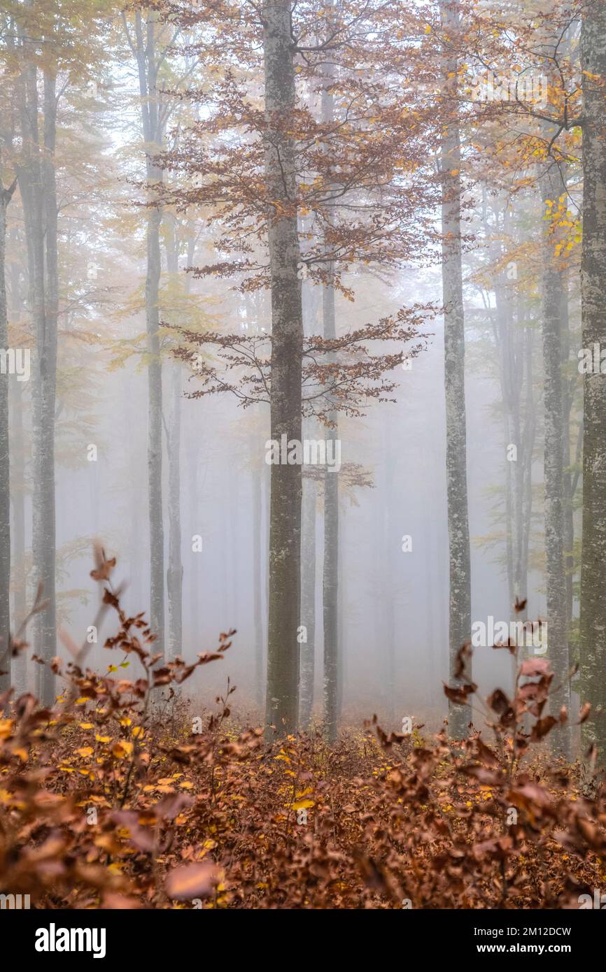 Italia, Veneto, provincia di Treviso, Fregona. Autunno nella foresta del Cansiglio con foglie colorate e di umore nebbioso Foto Stock