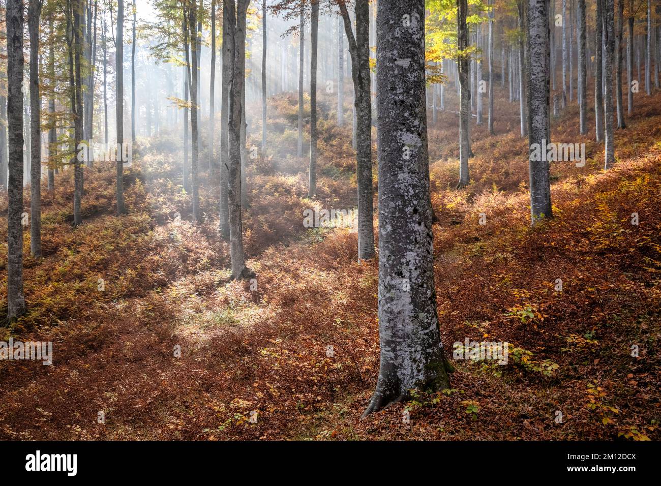 Italia, Veneto, provincia di Treviso, Fregona. Autunno nella foresta del Cansiglio, alberi con foglie colorate e luce che filtra tra i tronchi Foto Stock