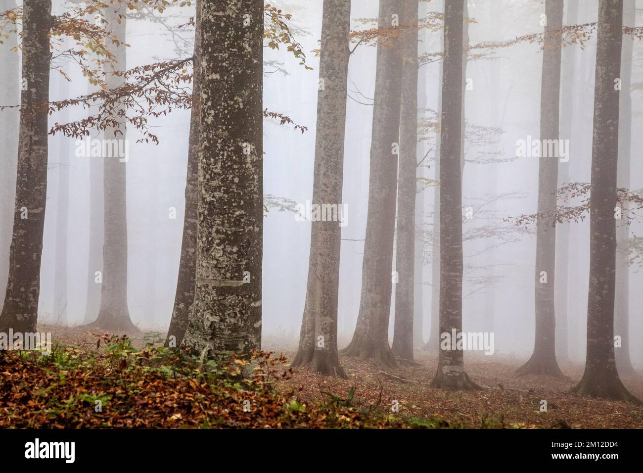Italia, Veneto, provincia di Treviso, Fregona. Autunno nella foresta del Cansiglio con foglie colorate e di umore nebbioso Foto Stock