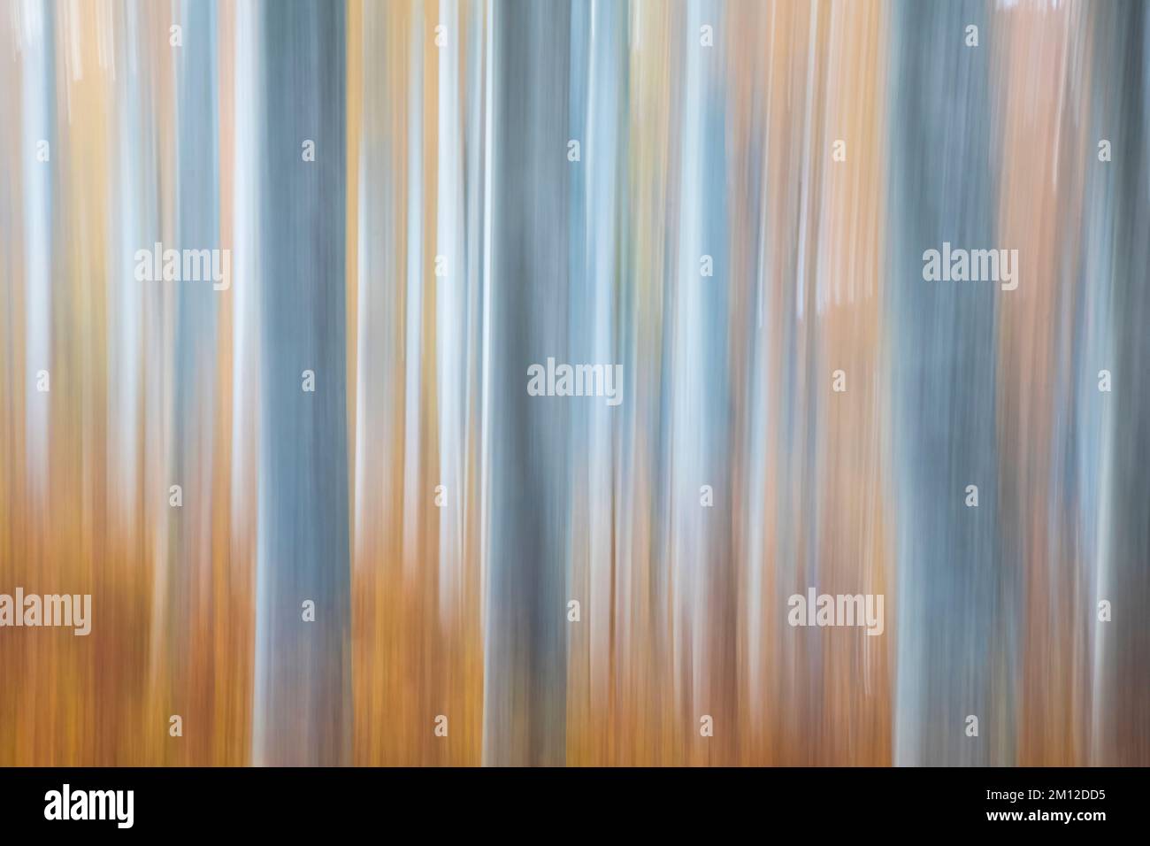 foresta di alberi con colori autunnali, vista astratta Foto Stock