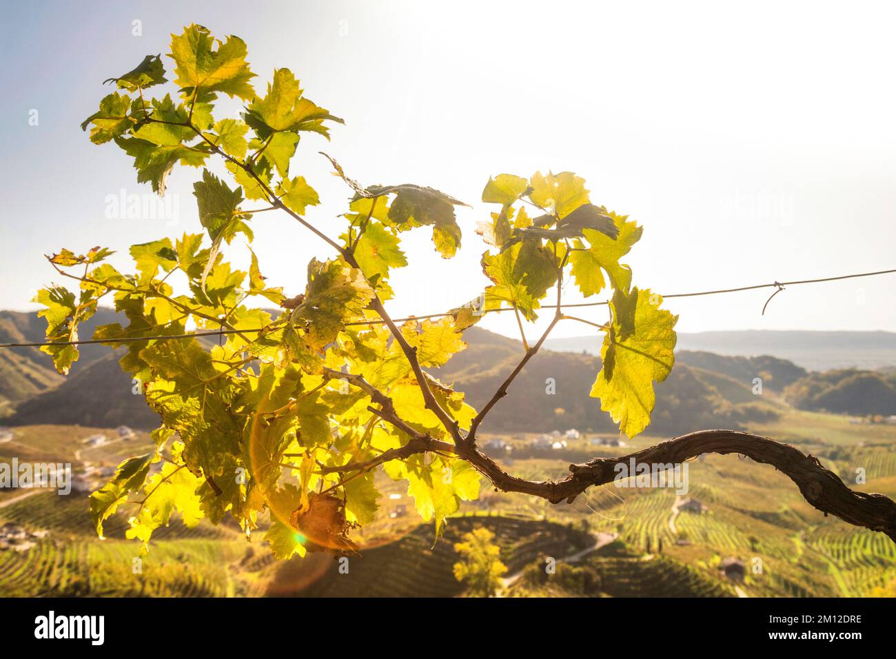 Italia, Veneto, provincia di Treviso, Valdobbiadene. Ramo di vite con foglie gialle in autunno Foto Stock