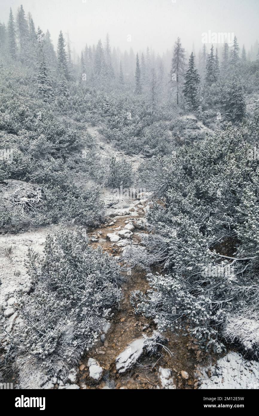 Italia, Veneto, Belluno, Dolomiti. Corso d'acqua alpino in inverno con neve e cespugli innevati Foto Stock