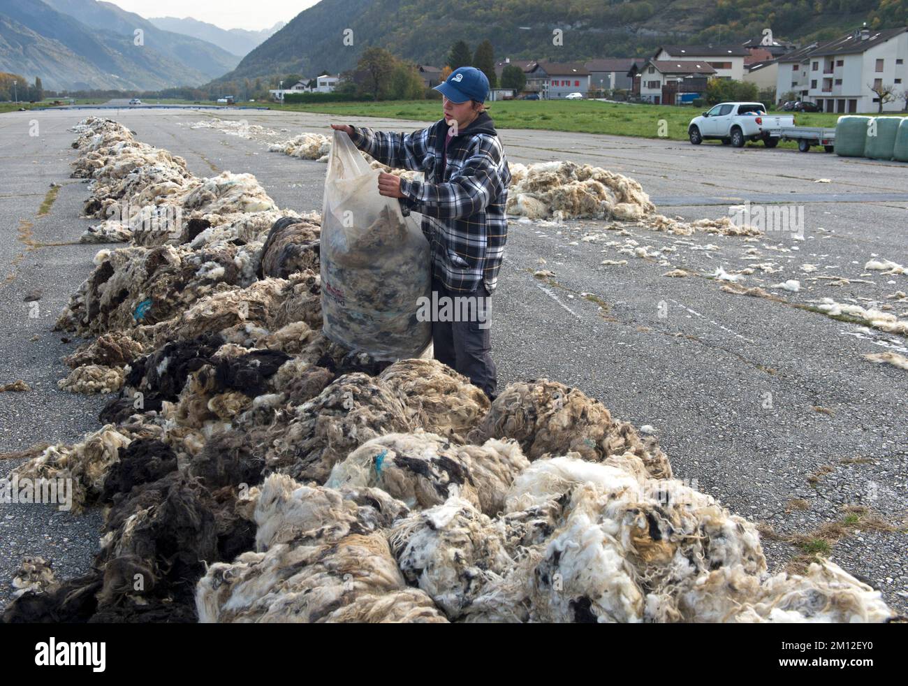 L'aiutante svuota un sacco di lana di pecora, ricevendo la lana dalle pecore al naso nero del Vallese nell'aeroporto di Turtmann, Turtmann, Vallese, Svizzera. Foto Stock