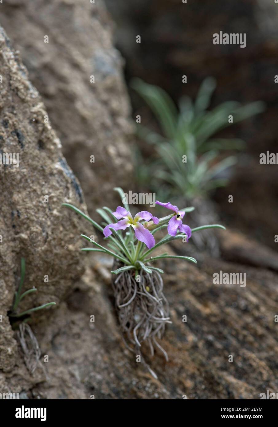 Vallese Levkoje (Matthiola valesiaca), Binntal, Vallese, Svizzera Foto Stock