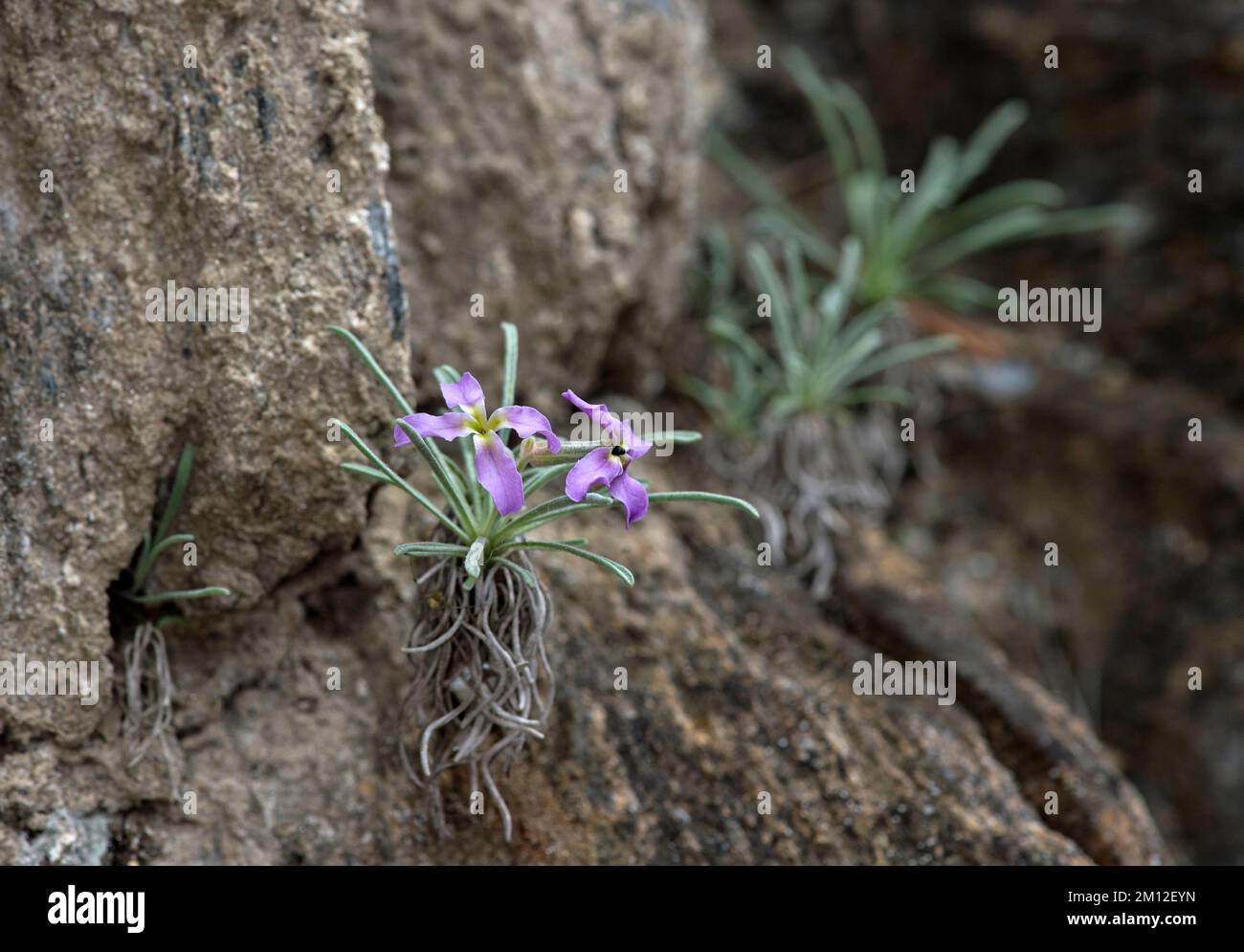 Vallese Levkoje (Matthiola valesiaca), Binntal, Vallese, Svizzera Foto Stock