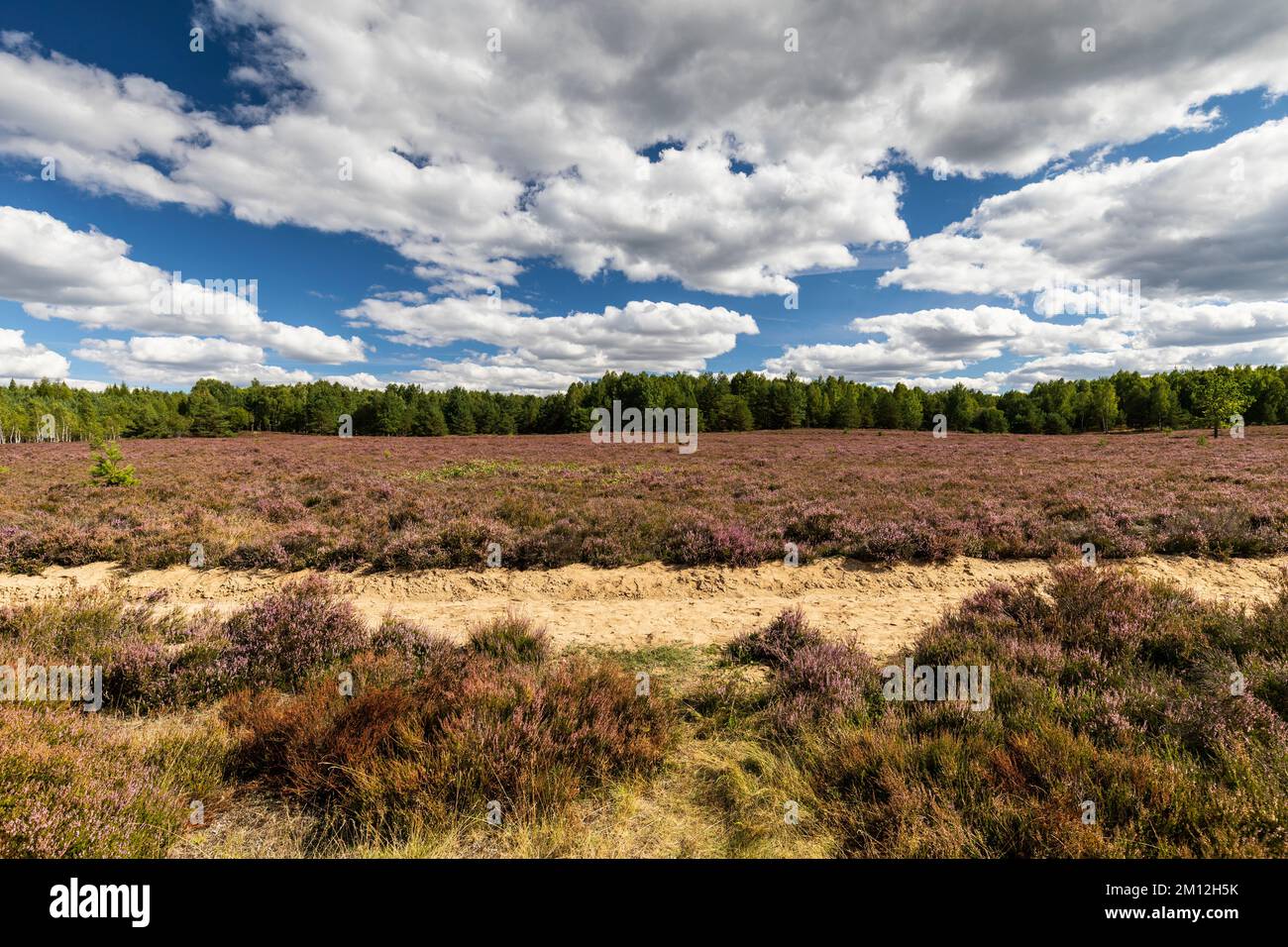 Europa, Polonia, Voivodato della Pomerania Occidentale, fossato vicino a Borne Sulinowo - Riserva Naturale Diabelskie Pustacie Foto Stock
