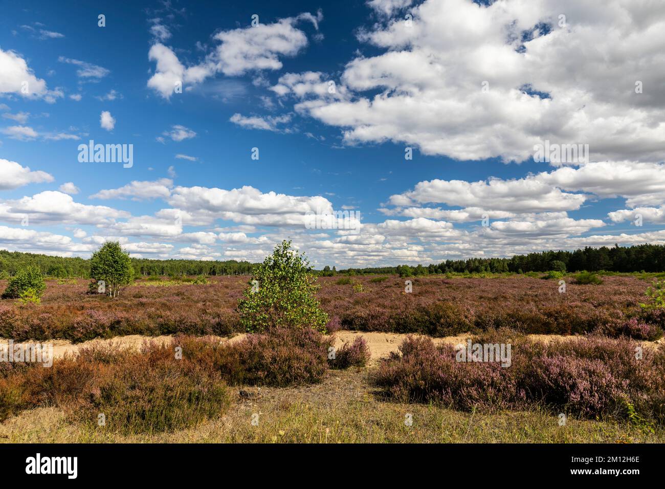 Europa, Polonia, Voivodato della Pomerania Occidentale, fossato vicino a Borne Sulinowo - Riserva Naturale Diabelskie Pustacie Foto Stock