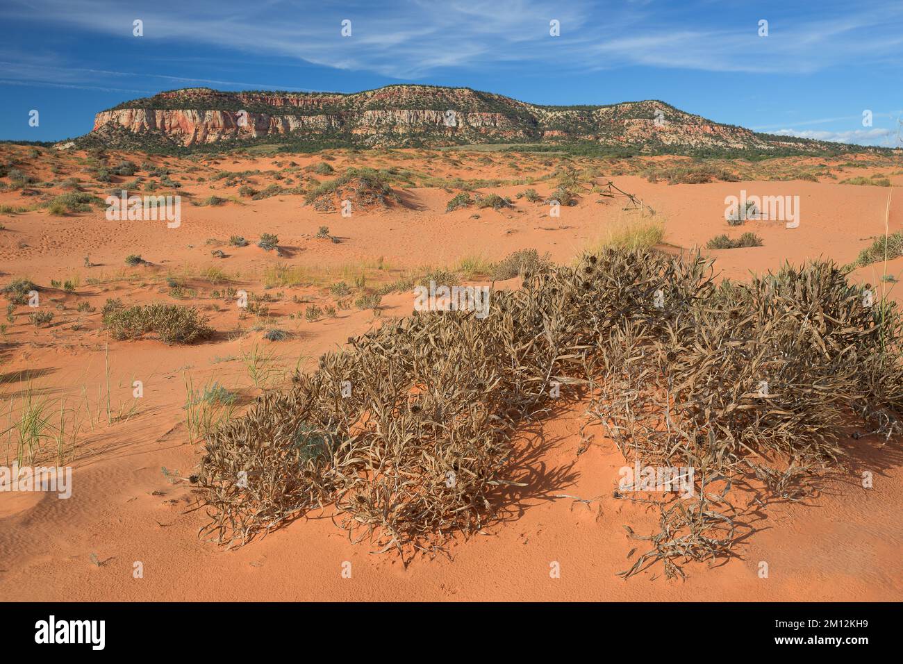 Dune arancioni al Coral Sand Dunes state Park vicino a Kanab, Utah Foto Stock